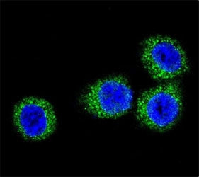 FGFR2 Antibody