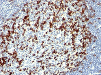 IHC staining of FFPE human tonsil with PD1 antibody (clone NAT105). HIER: boil tissue sections in pH