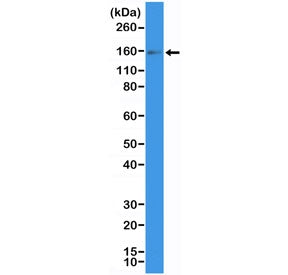 Recombinant CD117 Antibody / c-Kit