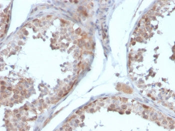 IHC staining of FFPE human testis with Follistatin antibody (clone FST/4281). HIER: boil tissue sect