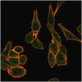 Immunofluorescent staining of PFA-fixed human HeLa cells using SIRT1 antibody (green, clone PCRP-SIR