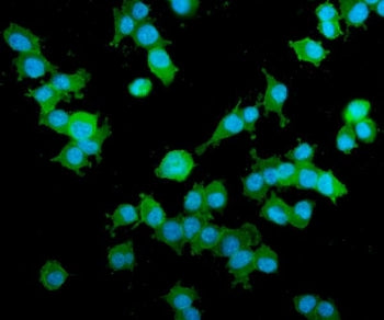 AKAP12 Antibody