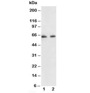 p65 Antibody NF-kB