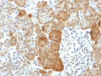 IHC testing of FFPE human pancreas with VLDL Receptor antibody (clone VLDLR/1337). HIER: boil tissue