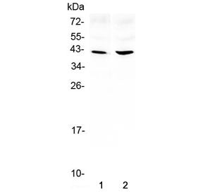 Western blot testing of 1) rat brain and 2) mouse brain lysate with Amphiregulin antibody at 0.5ug/ml. Molecular weight: 28 kDa (non-glycosylated), ~50 kDa (glycosylated pro form), ~43 kDa (predominant glycosylated soluble form) as well as other, smaller, soluble and membrane bound forms.