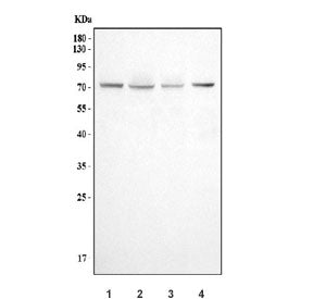 Western blot testing of 1) human HepG2, 2) human HeLa, 3) human A549 and 4) rat heart tissue lysate 