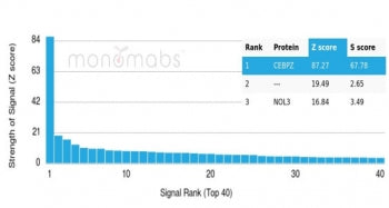 CEBPZ Antibody