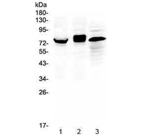 ADAM17 Antibody