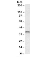 JUNB Antibody
