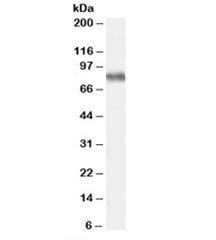 Western blot testing of human brain frontal cortex lysate with KCNC3 antibody at 0.3ug/ml. Predicted