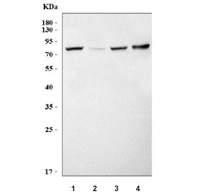 Western blot testing of 1) rat liver, 2) rat kidney, 2) mouse liver and 4) mouse kidney tissue lysat