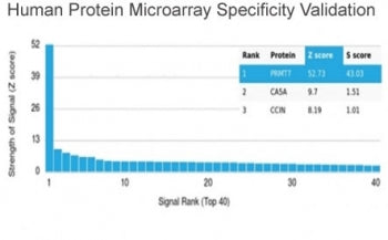 PRMT7 Antibody