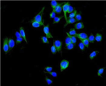ALDH1L1 Antibody