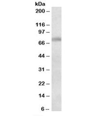Western blot testing of mouse testis lysate with Dbf4 antibody at 1ug/ml. Predicted molecular weight