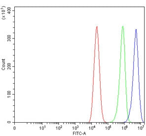 DNMT3b Antibody