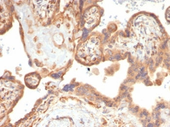 IHC staining of FFPE human placental tissue with Vascular Endothelial Growth Factor antibody (clone 