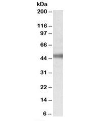 ATP1B1 Antibody