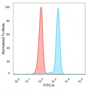 FOXL2 Antibody