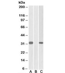 Western blot of HEK293 lysate overexpressing human KCNIP3-MYC probed with CSEN antibody [1ug/ml] in 