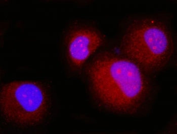 Immunofluorescent staining of FFPE human T-47D cells with Prostaglandin E synthase 3 antibody (red) 