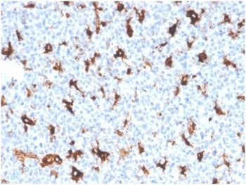 IHC staining of FFPE human tonsil tissue with Osteonectin antibody (clone OSTN/3758). HIER: boil tis
