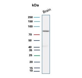 Western blot testing of human brain tissue lysate with FOXO1 antibody (clone FOXO1/9792). Predicted 