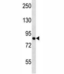 MCM7 Antibody