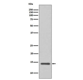 Cystatin C Antibody / Cystatin 3