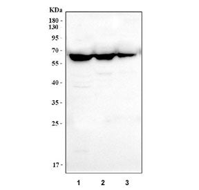 CD80 Antibody
