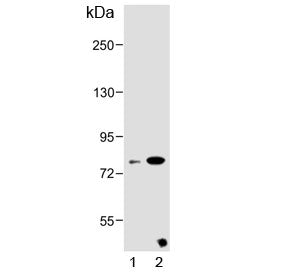 ZBTB24 Antibody
