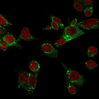 CSPG4 Antibody / NG2
