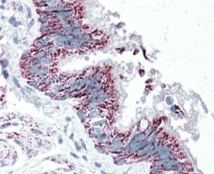 TTLL4 Antibody