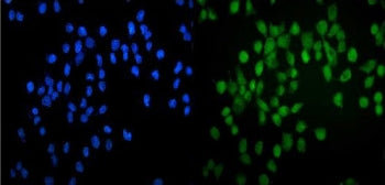 GATA2 Antibody