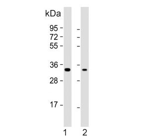 Peptidase inhibitor 15 Antibody / PI15