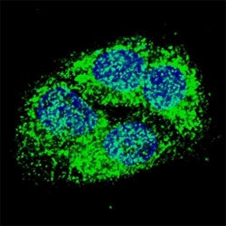 BNIP3 Antibody