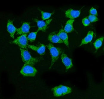 Immunofluorescent staining of FFPE human Caco-2 cells with MAVS antibody (green) and DAPI nuclear st