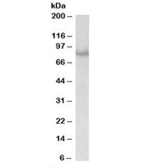 Western blot testing of HEK293 lysate with SIM1 antibody at 1ug/ml. Predicted molecular weight: 85kD