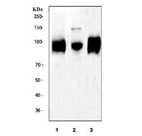 CD68 Antibody