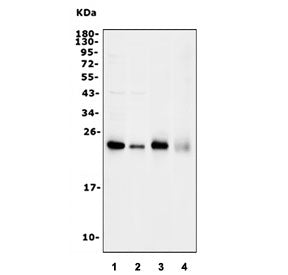 RhoF Antibody