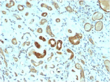 STAT3 Antibody