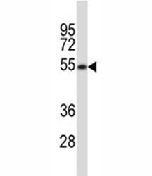 MAVS Antibody