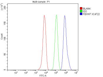 Flow Cytometry analysis of HepG2 cells using anti-FBXW7 antibody. Overlay histogram showing HepG2 ce