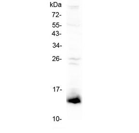 Western blot testing of mouse testis lysate with Tff2 antibody at 0.5ug/ml. Predicted molecular weig