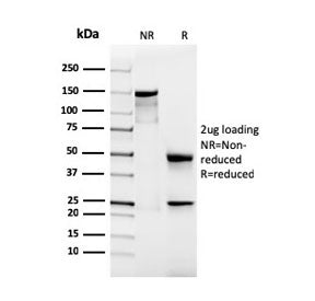 SDS-PAGE analysis of purified, BSA-free recombinant Podocalyxin antibody (clone rPODXL/2184) as conf