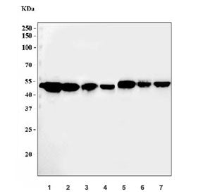 Western blot testing of 1) rat liver, 2) rat kidney, 3) rat stomach, 4) rat PC-12, 5) mouse kidney, 