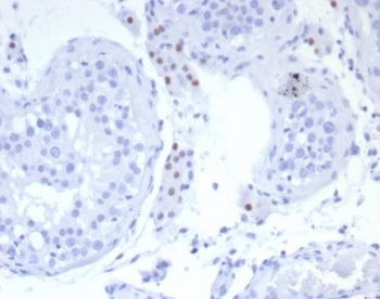 IHC staining of FFPE human testis tissue with SF-1 antibody (clone SF1/8150R). HIER: boil tissue sec