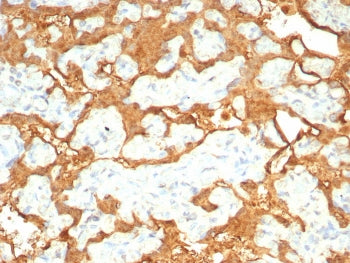 IHC staining of FFPE human placental tissue with S100P antibody (clone S100P/7978R). HIER: boil tiss