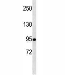 TLE1 Antibody