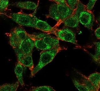 MED21 Antibody / SRB7