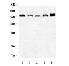 Western blot testing of 1) human HeLa, 2) human A549, 3) rat brain, 4) mouse brain and 5) mouse NIH 